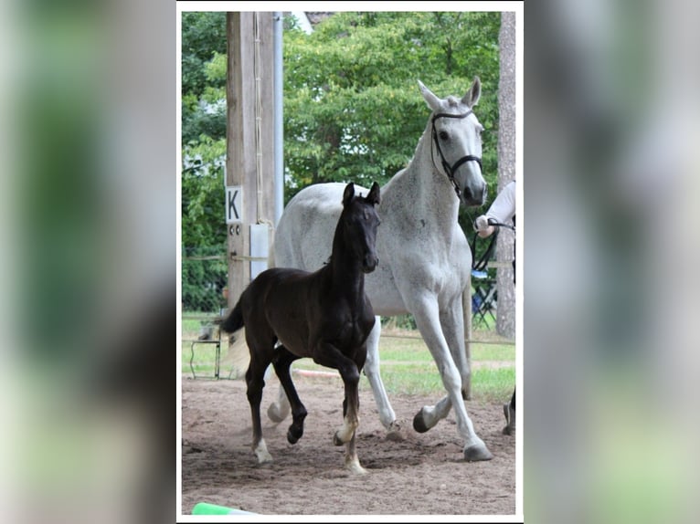 German Riding Horse Stallion Foal (04/2025) 16,1 hh Grey-Dark-Tan in Alt M&#xF6;lln