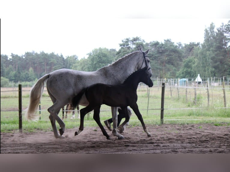 German Riding Horse Stallion Foal (04/2025) 16,1 hh Grey-Dark-Tan in Alt M&#xF6;lln
