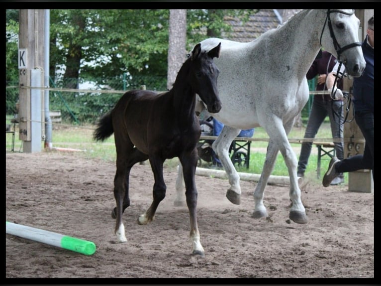German Riding Horse Stallion Foal (04/2025) 16,1 hh Grey-Dark-Tan in Alt M&#xF6;lln