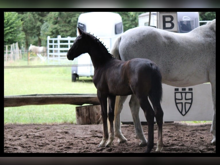 German Riding Horse Stallion Foal (04/2025) 16,1 hh Grey-Dark-Tan in Alt M&#xF6;lln
