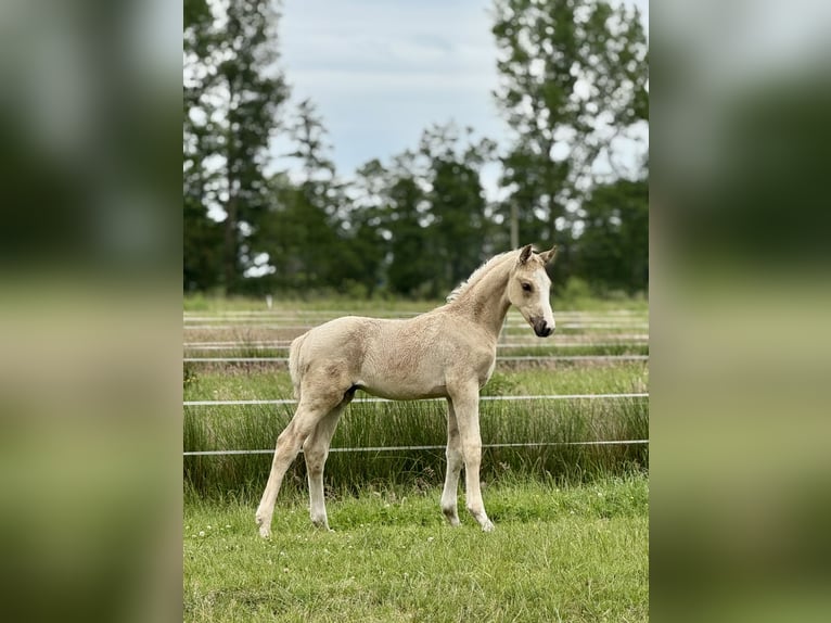 German Riding Horse Stallion  16,2 hh Palomino in Ihlienworth