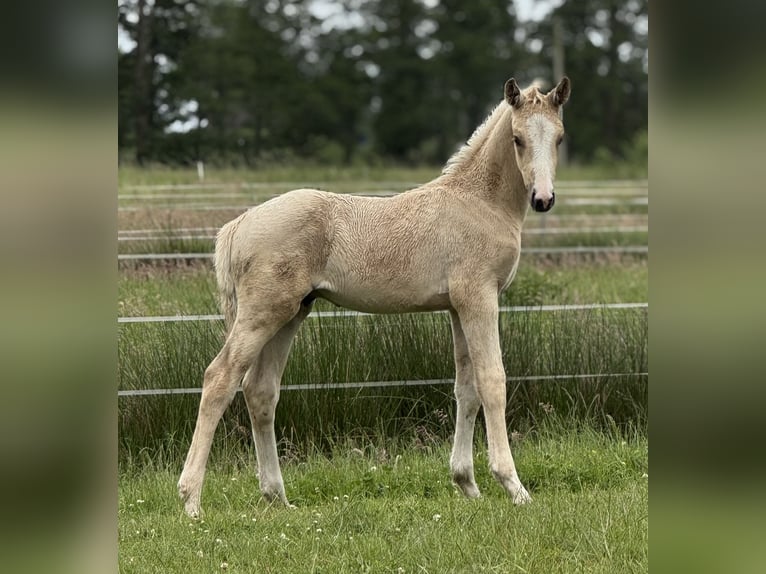 German Riding Horse Stallion  16,2 hh Palomino in Ihlienworth