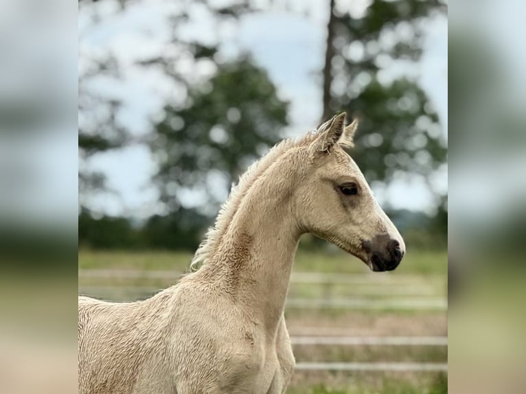 German Riding Horse Stallion  16,2 hh Palomino in Ihlienworth
