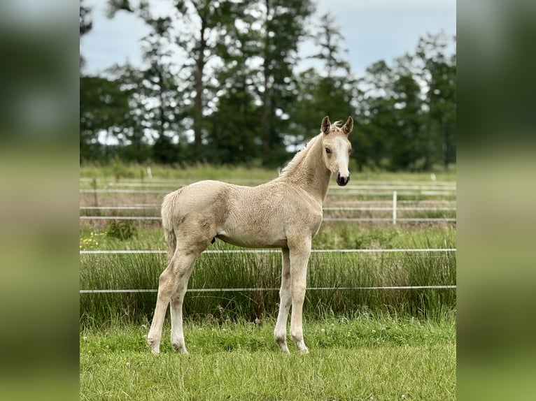 German Riding Horse Stallion  16,2 hh Palomino in Ihlienworth