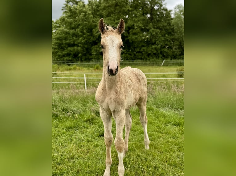 German Riding Horse Stallion  16,2 hh Palomino in Ihlienworth