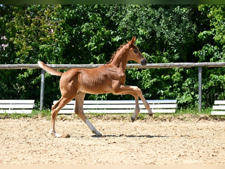German Riding Horse Stallion  17 hh Chestnut-Red in Dinkelscherben