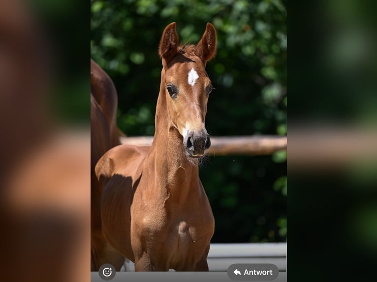 German Riding Horse Stallion  17 hh Chestnut-Red in Dinkelscherben