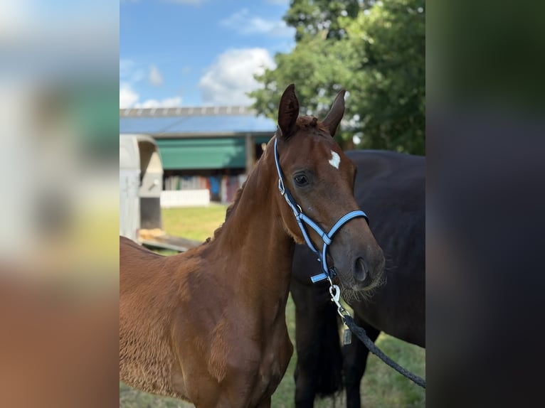 German Riding Horse Stallion  17 hh Chestnut-Red in Rhede