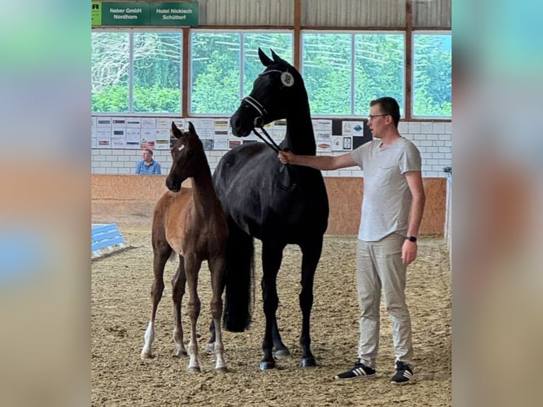 German Riding Horse Stallion  17 hh Chestnut-Red in Rhede