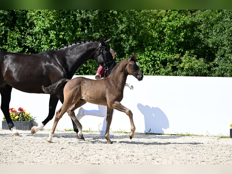 German Riding Horse Stallion  Bay-Dark in Lonsee
