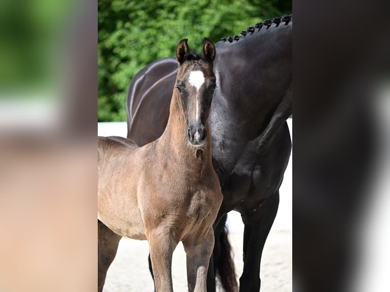German Riding Horse Stallion  Bay-Dark in Lonsee