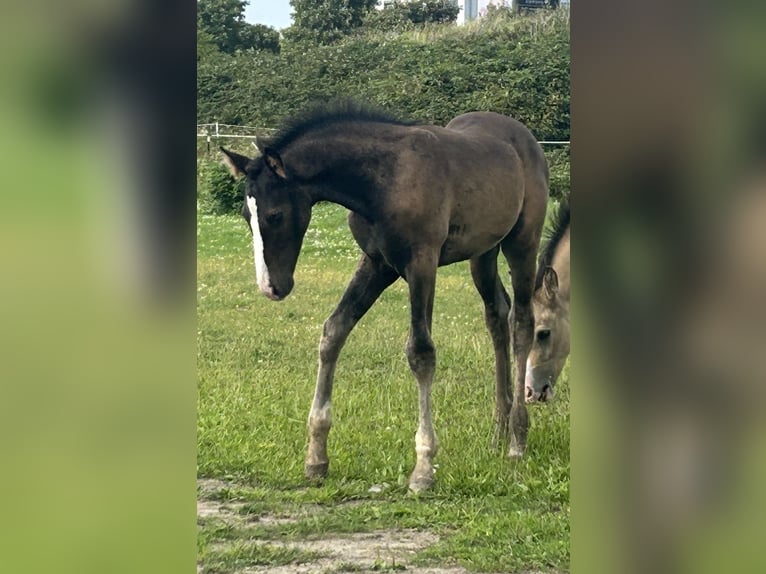 German Riding Horse Stallion Foal (05/2025) Bay-Dark in Krefeld