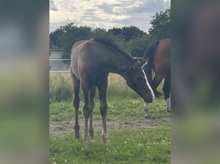German Riding Horse Stallion Foal (05/2025) Bay-Dark in Krefeld