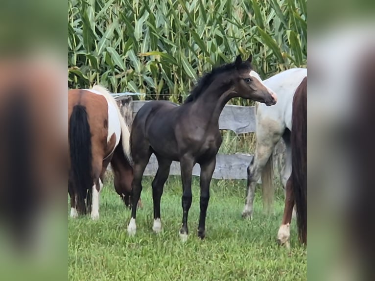 German Riding Horse Stallion Foal (04/2024) Bay-Dark in Tangeln