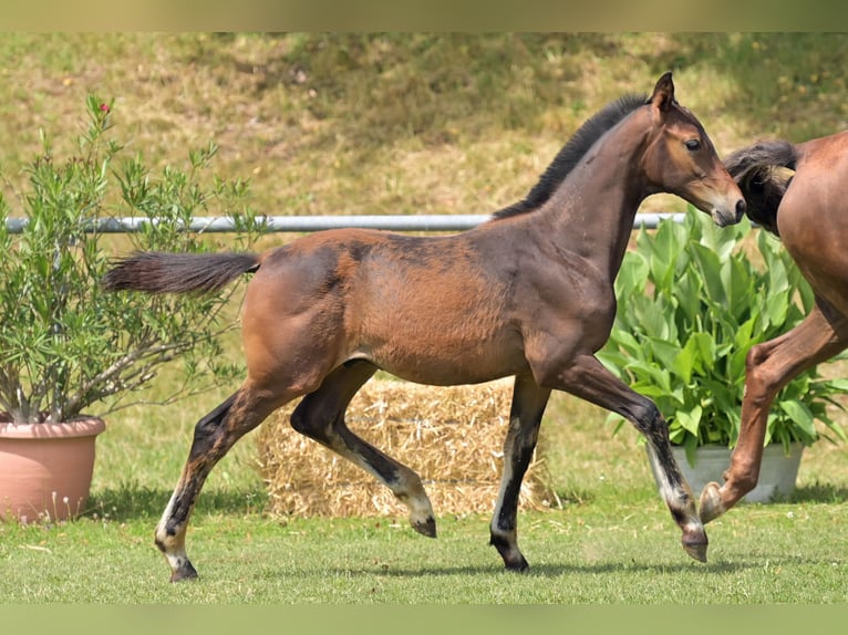 German Riding Horse Stallion Foal (03/2025) Bay-Dark in Wald