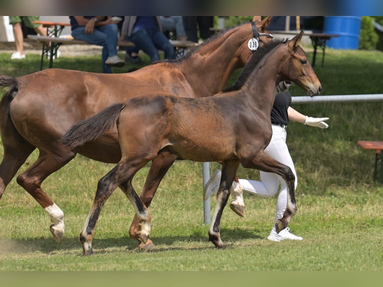 German Riding Horse Stallion Foal (03/2025) Bay-Dark in Wald