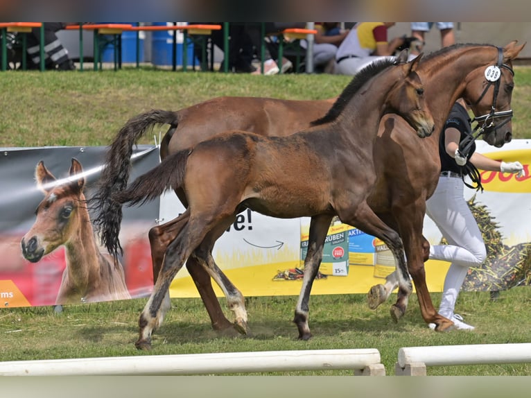 German Riding Horse Stallion Foal (03/2025) Bay-Dark in Wald