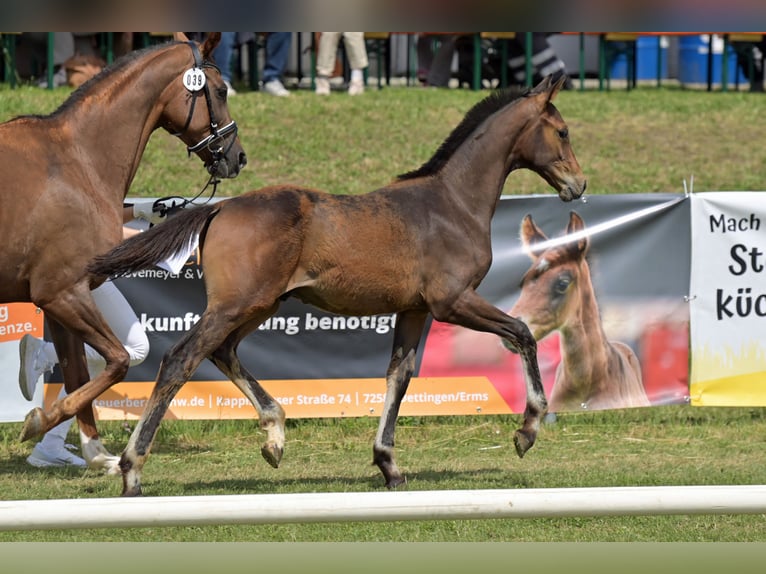 German Riding Horse Stallion Foal (03/2025) Bay-Dark in Wald
