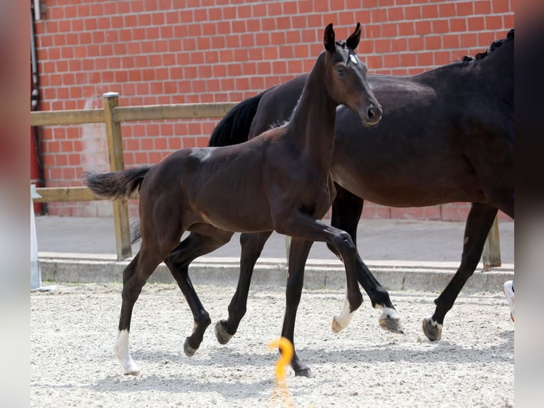 German Riding Horse Stallion Foal (03/2025) Black in Rheine