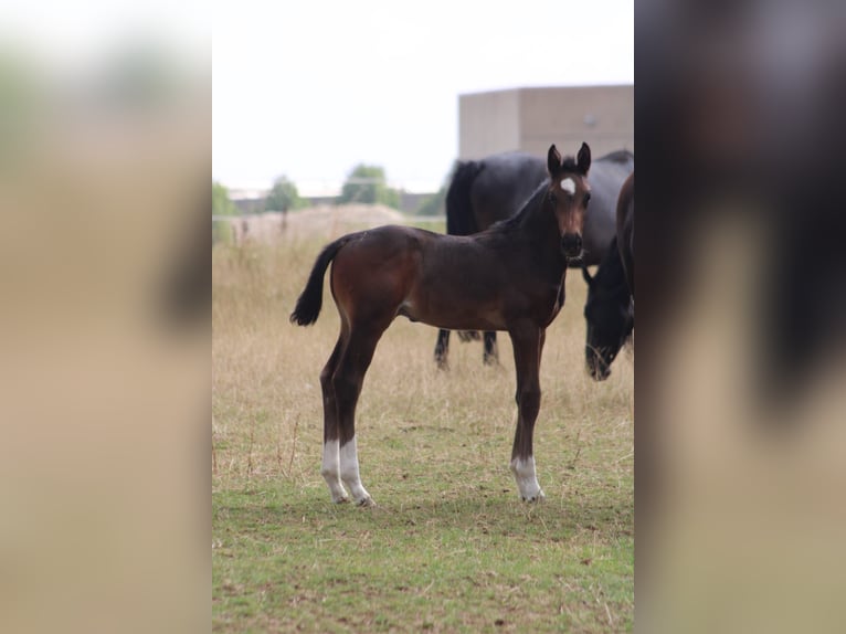 German Riding Horse Stallion Foal (05/2026) Brown in Ellwangen (Jagst)