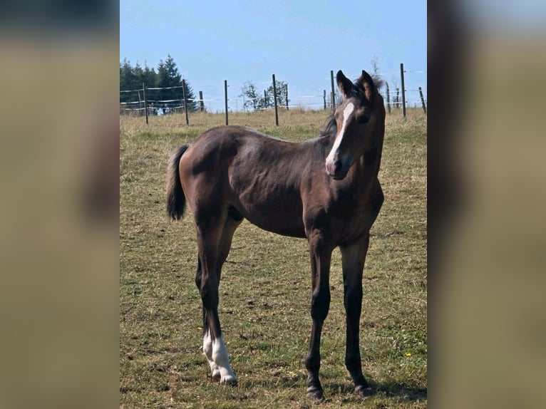 German Riding Horse Stallion  Brown in Korbach