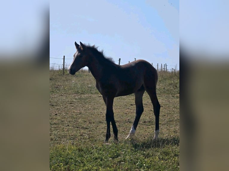 German Riding Horse Stallion  Brown in Korbach