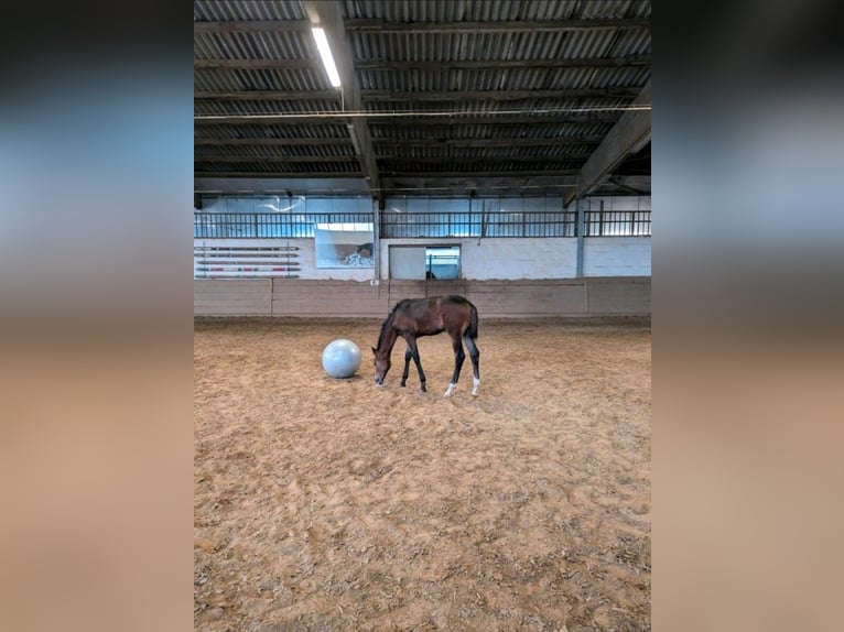 German Riding Horse Stallion  Brown in Korbach