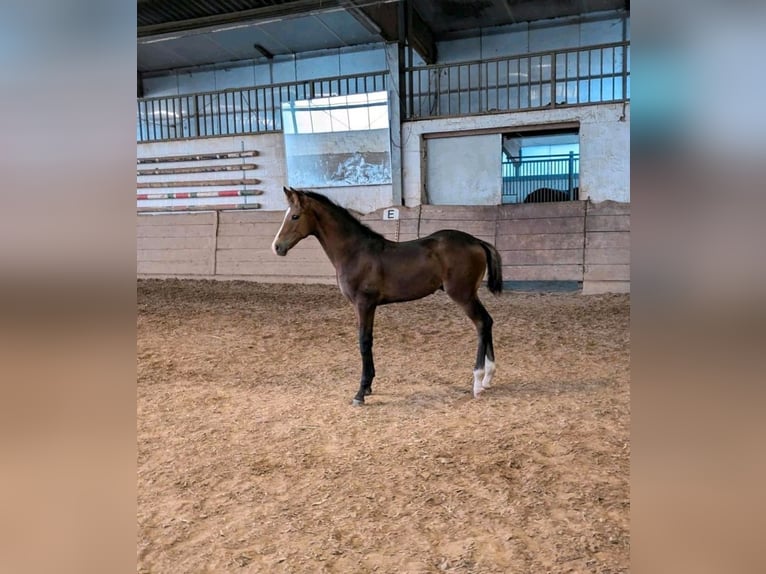 German Riding Horse Stallion  Brown in Korbach