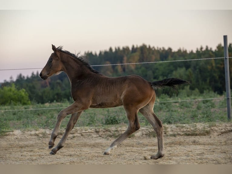 German Riding Horse Stallion Foal (04/2026) Brown in Wörth an der Donau