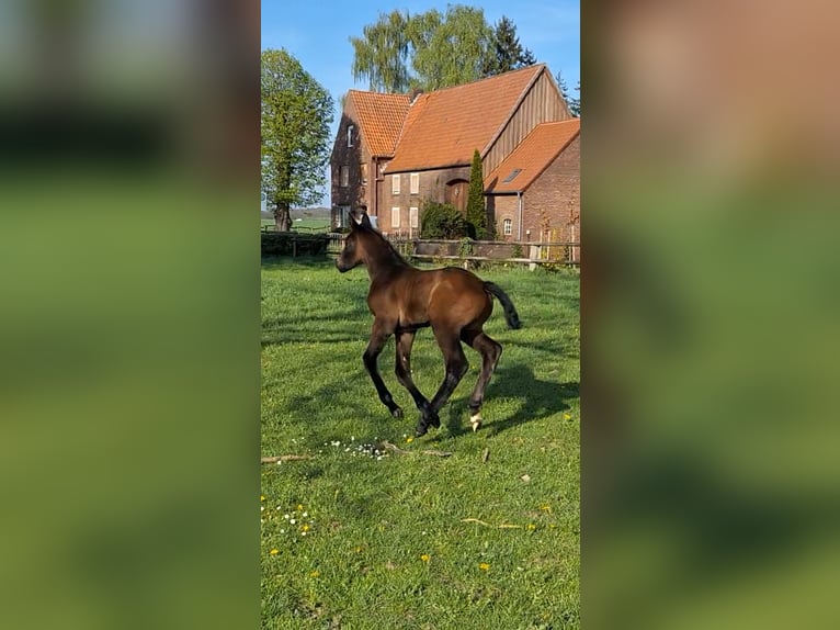 German Riding Horse Stallion  Brown in Riesenbeck