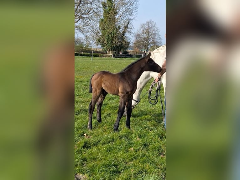German Riding Horse Stallion  Brown in Riesenbeck