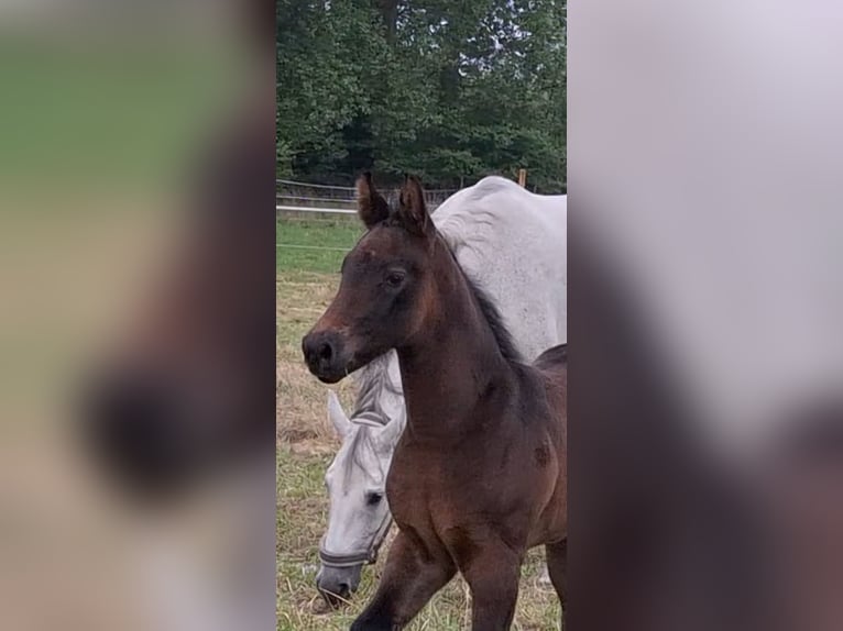 German Riding Horse Stallion  Brown in Riesenbeck
