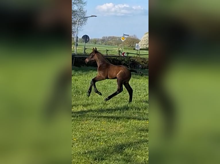 German Riding Horse Stallion  Brown in Riesenbeck