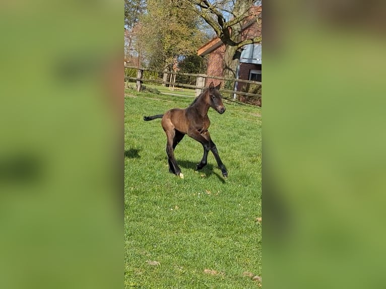 German Riding Horse Stallion  Brown in Riesenbeck