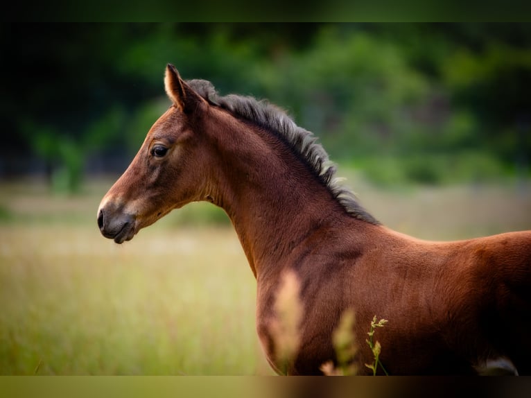 German Riding Horse Stallion  Brown in L&#xFC;bbenau