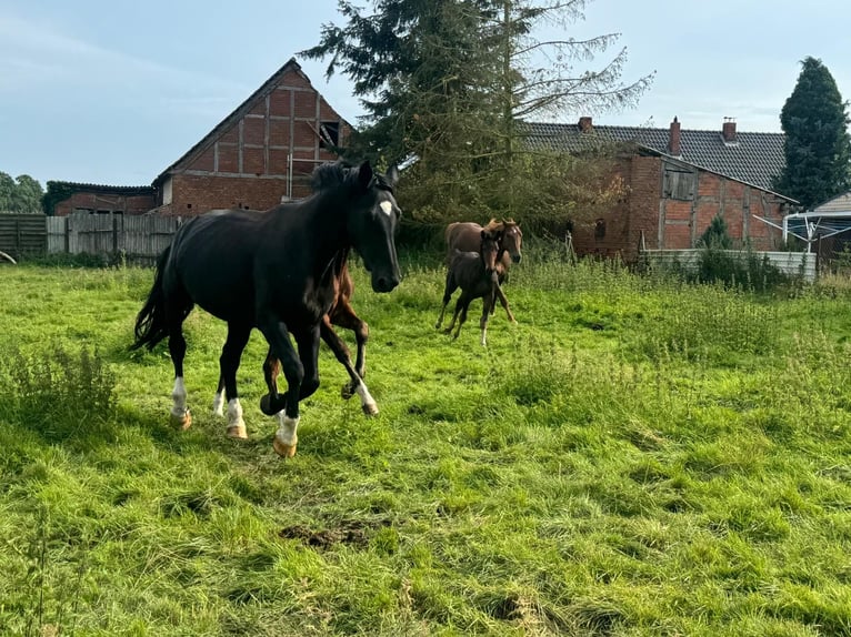 German Riding Horse Stallion  Brown in ChüdenSalzwedel