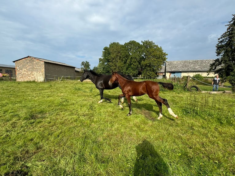 German Riding Horse Stallion  Brown in ChüdenSalzwedel