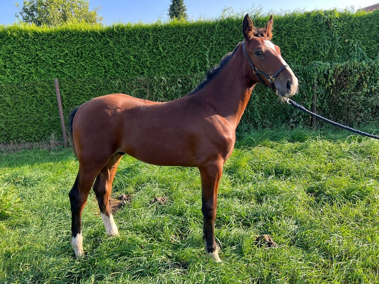 German Riding Horse Stallion  Brown in ChüdenSalzwedel