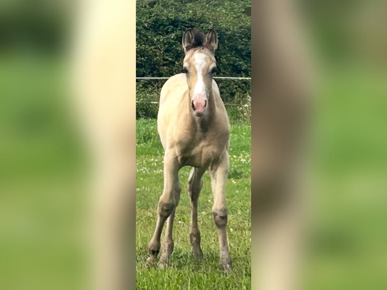 German Riding Horse Stallion Foal (05/2025) Buckskin in Krefeld
