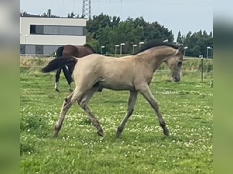 German Riding Horse Stallion Foal (05/2025) Buckskin in Krefeld