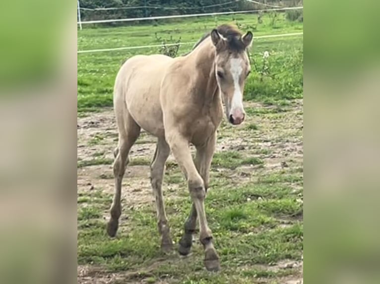 German Riding Horse Stallion Foal (05/2025) Buckskin in Krefeld