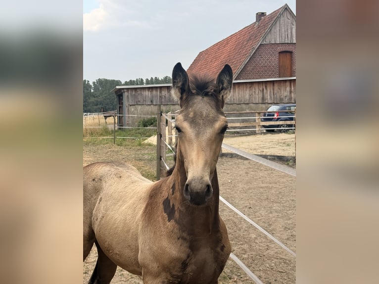 German Riding Horse Stallion Foal (05/2026) Buckskin in Recklinghausen