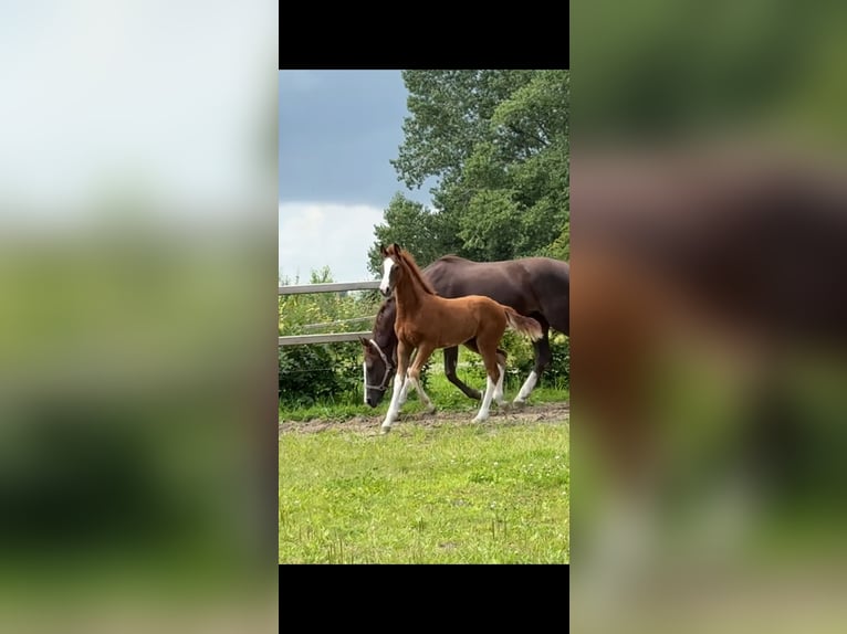 German Riding Horse Stallion Foal (04/2025) Chestnut in Vechta