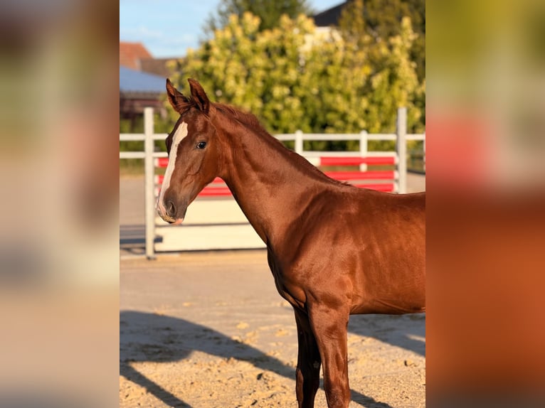 German Riding Horse Stallion Foal (05/2026) Chestnut-Red in Castrop-Rauxel