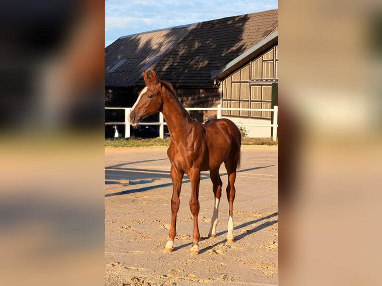 German Riding Horse Stallion Foal (05/2026) Chestnut-Red in Castrop-Rauxel