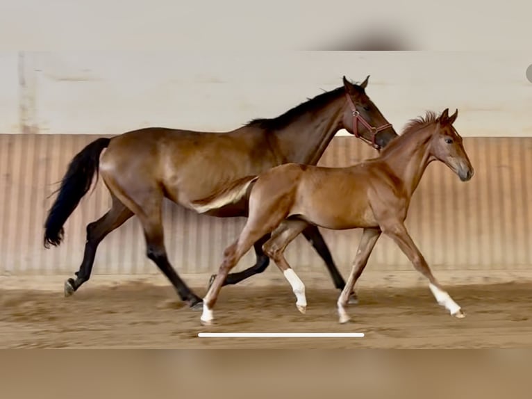 German Riding Horse Stallion Foal (04/2025) Chestnut-Red in Chemnitz