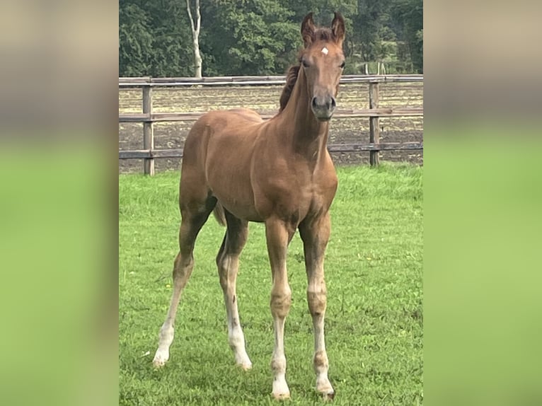 German Riding Horse Stallion Foal (06/2026) Chestnut-Red in Haltern am See