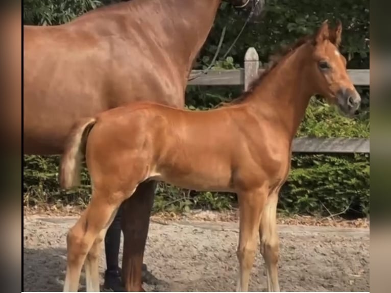 German Riding Horse Stallion Foal (06/2026) Chestnut-Red in Haltern am See