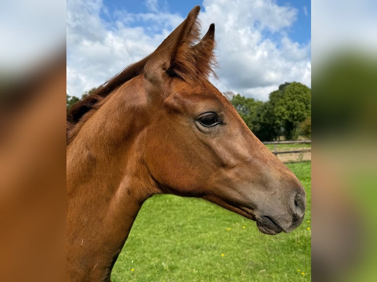 German Riding Horse Stallion Foal (06/2026) Chestnut-Red in Haltern am See