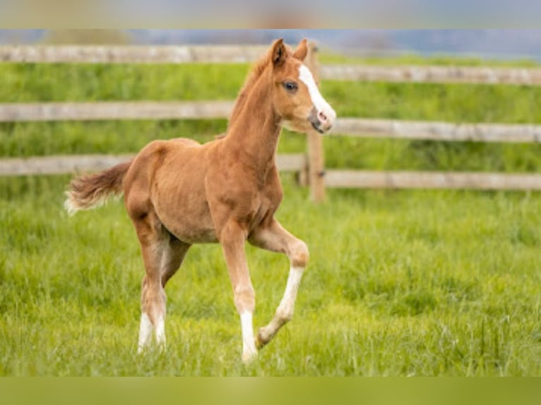 German Riding Horse Stallion Foal (03/2024) Chestnut-Red in Untermarchtal